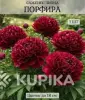Саженцы, рассада - Саженцы пиона и лилейника - Вся Беларусь - Фото 5 Саженцы пиона и лилейника - Вся Беларусь - 259145 - Доска объявлений Kupika.by - Фото 5