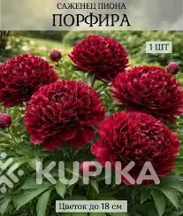 Саженцы пиона и лилейника