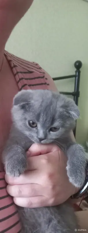 Кошки - Шотландский вислоухий котик 2,5 мес.200р.Минск - Вся Беларусь - Фото 2 Шотландский вислоухий котик 2,5 мес.200р.Минск - Вся Беларусь - 259173 - Доска объявлений Kupika.by - Фото 2
