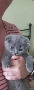 Шотландский вислоухий котик 2,5 мес.200р.Минск