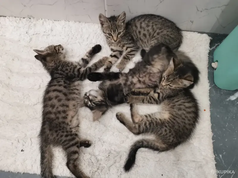 Кошки - Котята - Вся Беларусь - Фото 10 Котята - Вся Беларусь - 259078 - Доска объявлений Kupika.by - Фото 10