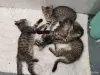 Кошки - Котята - Вся Беларусь - Фото 10 Котята - Вся Беларусь - 259078 - Доска объявлений Kupika.by - Фото 10
