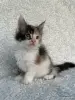 Кошки - Мейн-кун котята - Вся Беларусь - Фото 11 Мейн-кун котята - Вся Беларусь - 260346 - Доска объявлений Kupika.by - Фото 11
