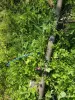 Продажа земельных участков - Участок, собственность. - Мир - Фото 9 Участок, собственность. - Мир - 207506 - Доска объявлений Kupika.by - Фото 9