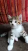 Котята - Вся Беларусь - 259215 - Доска объявлений Kupika.by - Фото 2