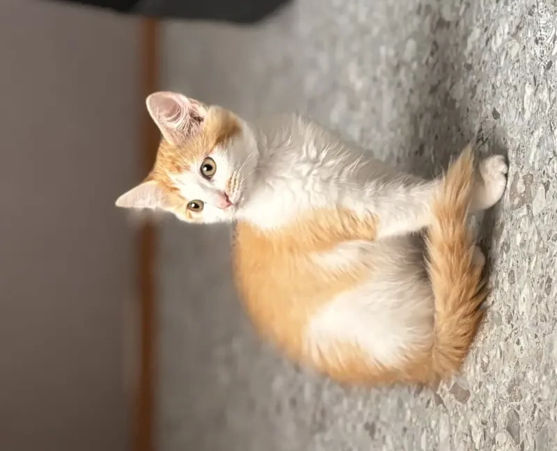 Кошки - Котенок в дар - Логишин Котенок в дар - Логишин - 260752 - Доска объявлений Kupika.by