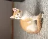 Кошки - Котенок в дар - Логишин Котенок в дар - Логишин - 260752 - Доска объявлений Kupika.by