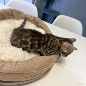 Бенгальские котята