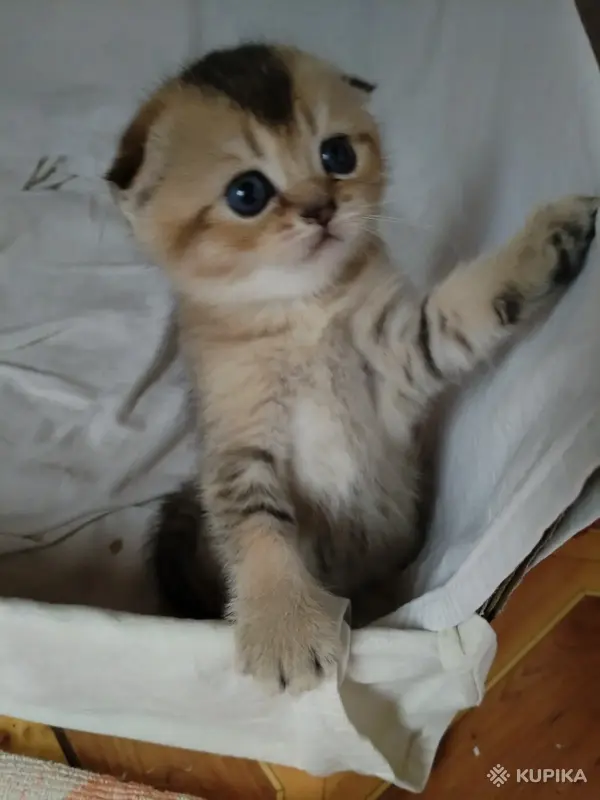 Чудесные шотландские вислоухие котята!