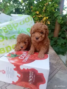 Щенки пуделя
