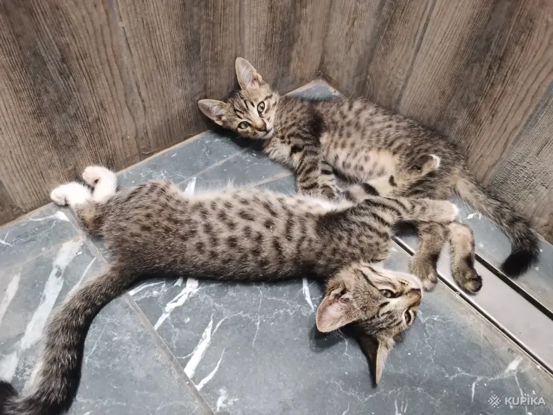Кошки - Котята - Вся Беларусь - Фото 8 Котята - Вся Беларусь - 259078 - Доска объявлений Kupika.by - Фото 8