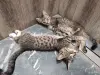 Кошки - Котята - Вся Беларусь - Фото 8 Котята - Вся Беларусь - 259078 - Доска объявлений Kupika.by - Фото 8