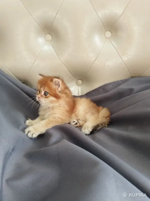Кошки - Шотландские котята - Вся Беларусь - Фото 2 Шотландские котята - Вся Беларусь - 259013 - Доска объявлений Kupika.by - Фото 2