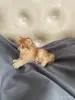 Кошки - Шотландские котята - Вся Беларусь - Фото 2 Шотландские котята - Вся Беларусь - 259013 - Доска объявлений Kupika.by - Фото 2