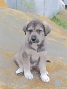 Щенки