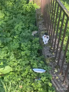 Котята возле озера Нарочь! НУЖНА ПЕРЕДЕРЖКА, ДОМ, ПОМОЩЬ! СОС