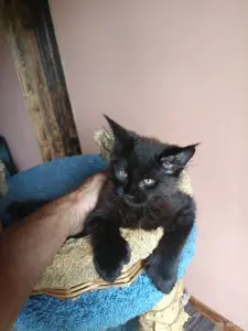 Кошечки Полидакт Мейн-кун