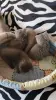 Кошки - Домашние питомцы - Вся Беларусь - Фото 6 Домашние питомцы - Вся Беларусь - 259212 - Доска объявлений Kupika.by - Фото 6