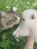 Померанский шпиц, породные щенки сегодня для Вас! - Вся Беларусь - 259285 - Доска объявлений Kupika.by - Фото 9