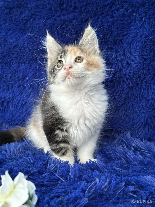 Кошки - Мейн-кун котята - Ельск - Фото 2 Мейн-кун котята - Ельск - 260680 - Доска объявлений Kupika.by - Фото 2