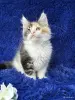 Кошки - Мейн-кун котята - Ельск - Фото 2 Мейн-кун котята - Ельск - 260680 - Доска объявлений Kupika.by - Фото 2