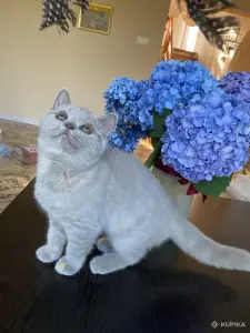 Британский котенок