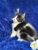 Кошки - Мейн-кун котята - Ельск - Фото 6 Мейн-кун котята - Ельск - 260680 - Доска объявлений Kupika.by - Фото 6