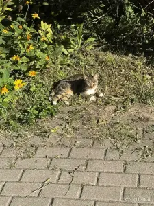 Ищет дом которебенок! Котенок в дар! СОС!