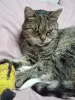 Очень ласковая кошечка в дар - Вся Беларусь - 260531 - Доска объявлений Kupika.by - Фото 3