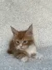 Кошки - Мейн-кун котята - Вся Беларусь Мейн-кун котята - Вся Беларусь - 260346 - Доска объявлений Kupika.by