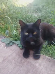Котик ищет дом