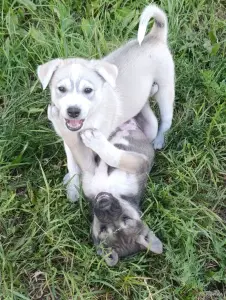 Щенки