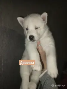 Щенки
