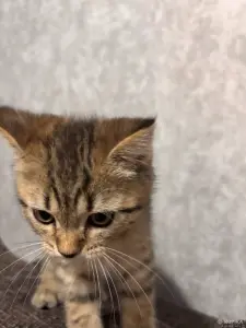 Котенок шотландец