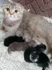 Котята шотландские - Вся Беларусь - 259289 - Доска объявлений Kupika.by