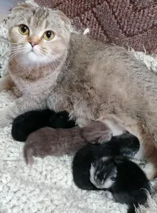 Котята шотландские