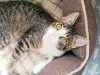 Кошки - Ерошка - крошка в дар - Вся Беларусь - Фото 2 Ерошка - крошка в дар - Вся Беларусь - 258295 - Доска объявлений Kupika.by - Фото 2
