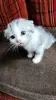 Котята - Вся Беларусь - 259215 - Доска объявлений Kupika.by - Фото 4