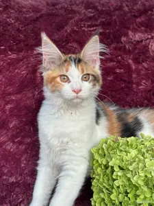 Мейн-кун котята