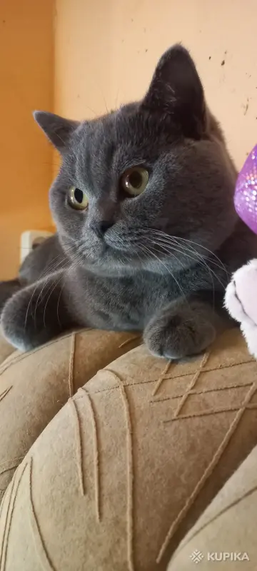 Кошки - Шотландский вислоухий котик 2,5 мес.200р.Минск - Вся Беларусь - Фото 4 Шотландский вислоухий котик 2,5 мес.200р.Минск - Вся Беларусь - 259173 - Доска объявлений Kupika.by - Фото 4
