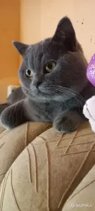 Шотландский вислоухий котик 2,5 мес.200р.Минск