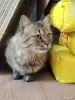 Ласковый кот в дар - Вся Беларусь - 259748 - Доска объявлений Kupika.by - Фото 4