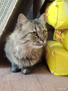 Ласковый кот в дар