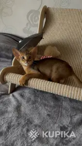 Абиссинский котёнок, девочка