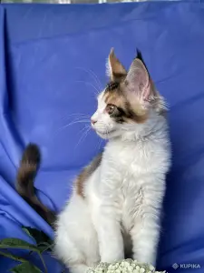 Мейн-кун котенок девочка