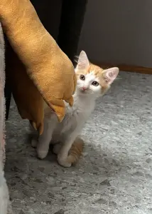 Котенок в дар