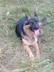 Собака
