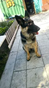 Немецкая овчарка