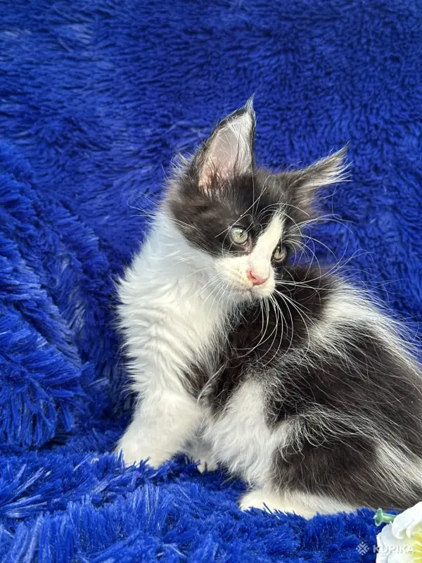 Кошки - Мейн-кун котята - Ельск - Фото 8 Мейн-кун котята - Ельск - 260680 - Доска объявлений Kupika.by - Фото 8