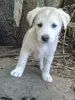 Щенки - Вся Беларусь - 259559 - Доска объявлений Kupika.by - Фото 9